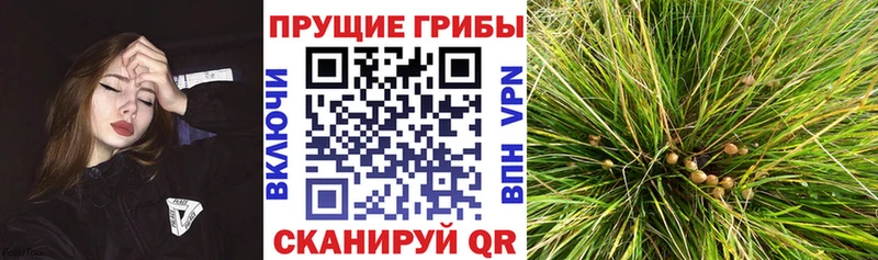 Купить закладки  Юхнов  Псилоцибиновые грибы Magic Shrooms 
